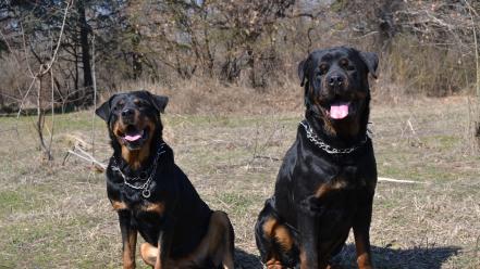 Animals dogs rottweiler wallpaper