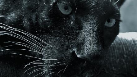 Animals panthers wallpaper
