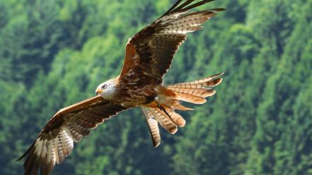 Birds eagles wallpaper