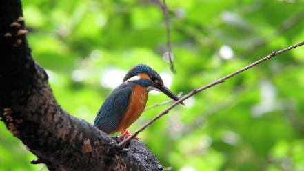 Birds kingfisher wallpaper