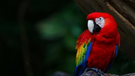 Birds parrots wallpaper