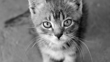 Cats animals pleasure monochrome madness wallpaper