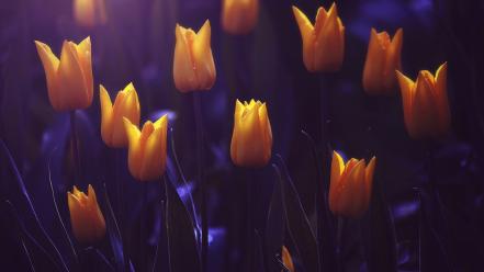 Flowers tulips yellow wallpaper