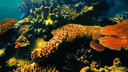 Great barrier reef ocean wallpaper