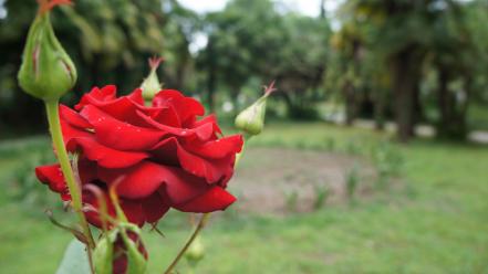Green close-up red flowers summer parks roses wallpaper