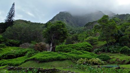 Green mountains landscapes nature trees jungle forest fog wallpaper