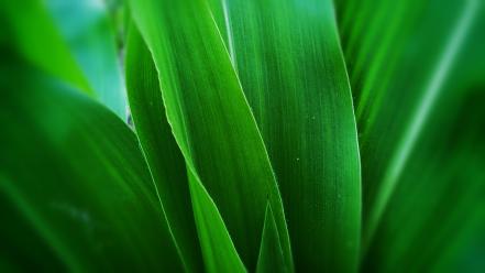 Green plants wallpaper