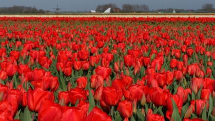 Landscapes flowers fields tulips holland red wallpaper