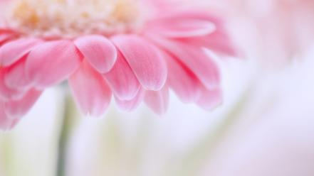 Nature flowers macro wallpaper