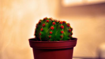 Nature plants cactus photomanipulation potted plant wallpaper