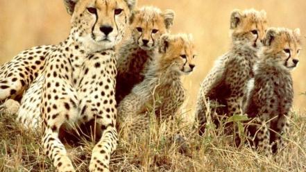 Animals cheetahs feline baby wallpaper