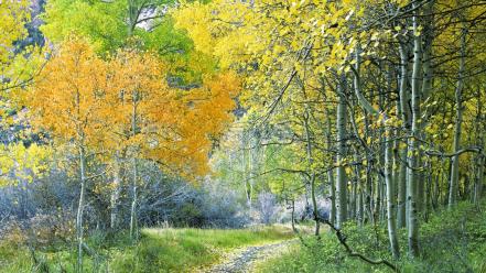 Forest california aspen sierra eastern wallpaper