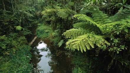Forest madagascar wallpaper