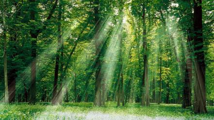 Forest magical wallpaper