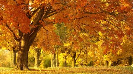 Landscapes nature autumn (season) forest wallpaper