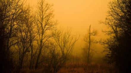 Landscapes nature forest fog wallpaper