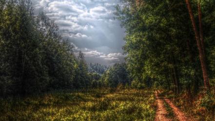 Landscapes nature forest wallpaper