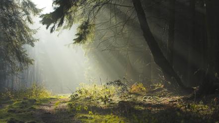Landscapes nature forest sunlight wallpaper