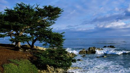 Landscapes nature trees wallpaper