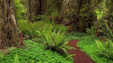Landscapes nature trees wallpaper