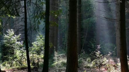 Landscapes sun trees forest wallpaper