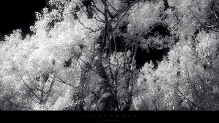 Landscapes winter trees monochrome wallpaper