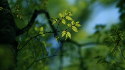 Nature trees leaves wallpaper