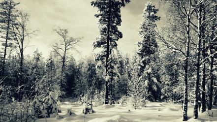 Forests landscapes nature skyscapes snow wallpaper