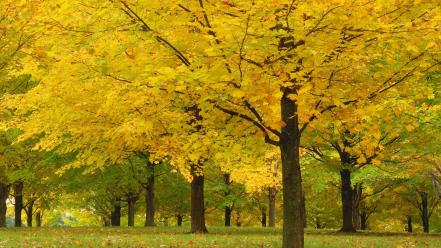 Acer parks trees vermont wallpaper