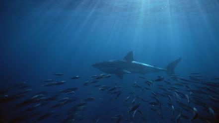 Neptune great white shark islands south australia wallpaper