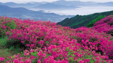 North carolina mountains parkway pink flowers wildflowers wallpaper