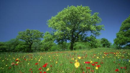 Texas meadows wildflowers wallpaper