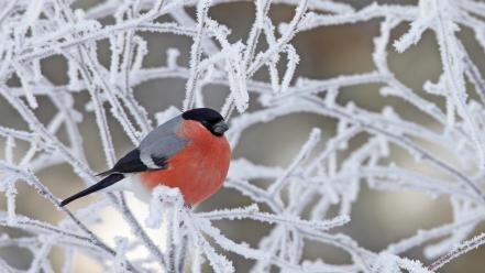 Animals birds branches bullfinch frozen wallpaper