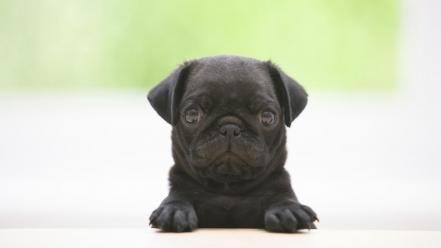 Animals black dogs pugs puppies wallpaper