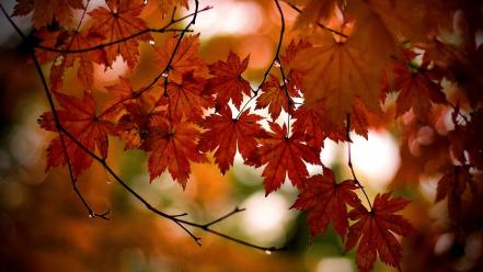 Autumn landscapes leaves nature wallpaper