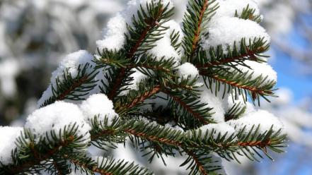 Depth of field frost landscapes macro nature wallpaper