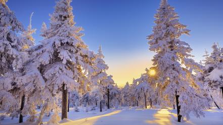 Germany snow trees winter wallpaper