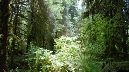Rainforest sunlight wallpaper