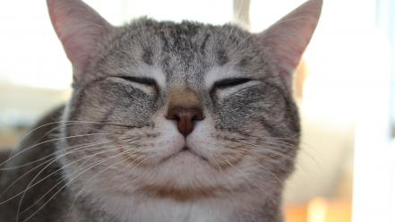 Animals cats smiling wallpaper