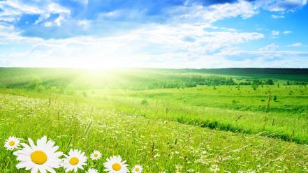 Bright daisy flowers green field wallpaper