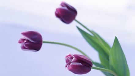 Flowers tulips white background wallpaper
