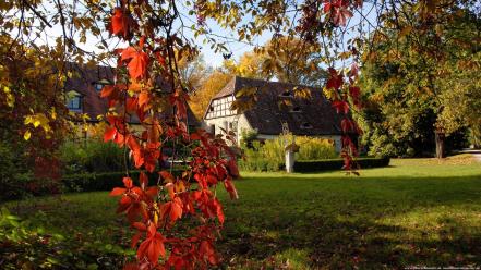 Landscapes leaves nature wallpaper