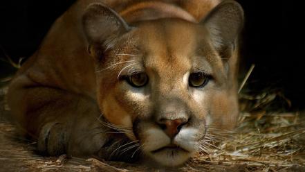 Animals cats puma wallpaper