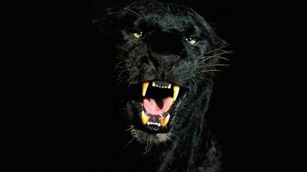 Animals panthers wildlife wallpaper