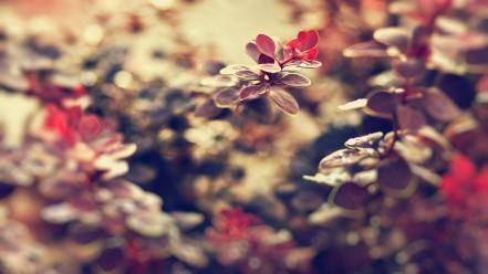 Autumn branches leaves wallpaper