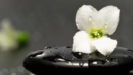 Flowers macro white wallpaper