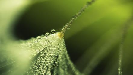 Nature raindrops water drops wallpaper