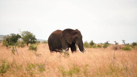 Africa animals elephants nature wallpaper