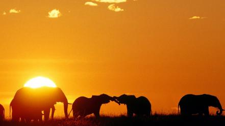 Africa kenya animals elephants mara wallpaper