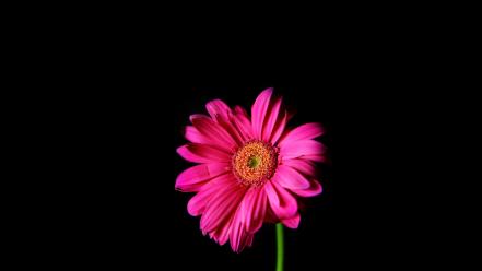 Black background daisy flowers pink wallpaper